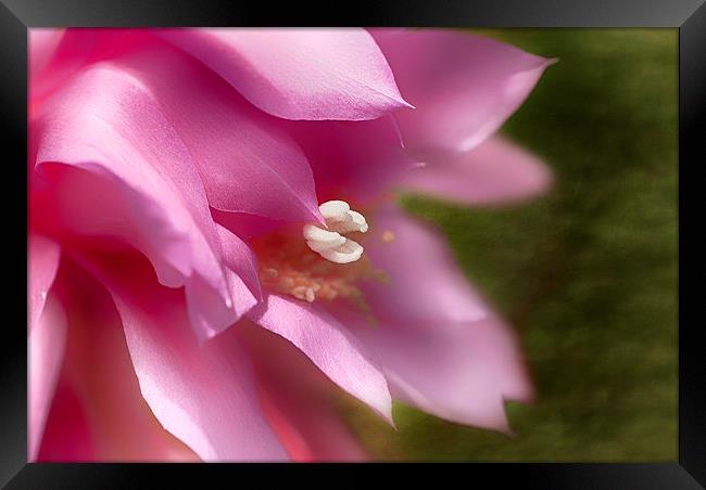 Orchid Cactus Framed Print by Mary Lane