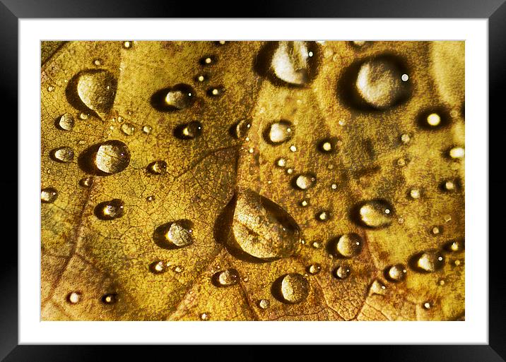 Droplets on Beech Framed Mounted Print by Mary Lane
