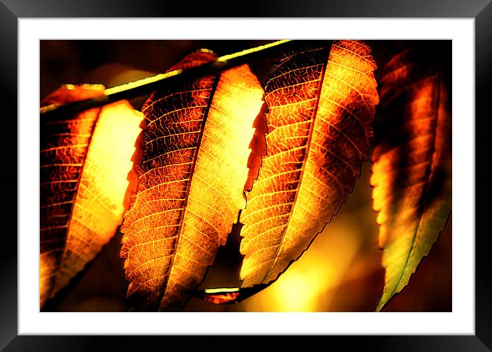 Sumac Gold Framed Mounted Print by Mary Lane