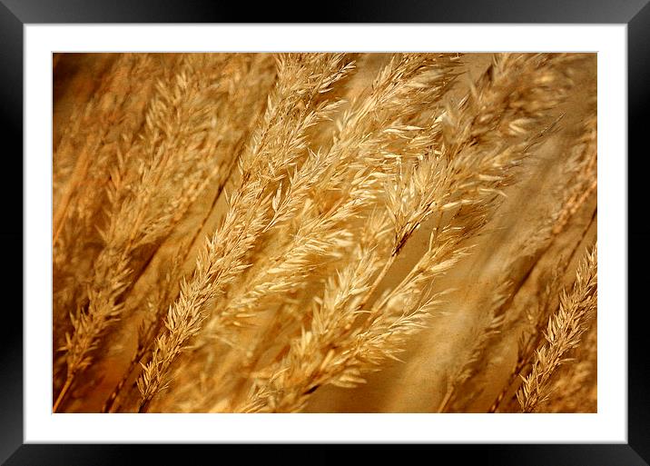 Ornamental Grass Framed Mounted Print by Mary Lane