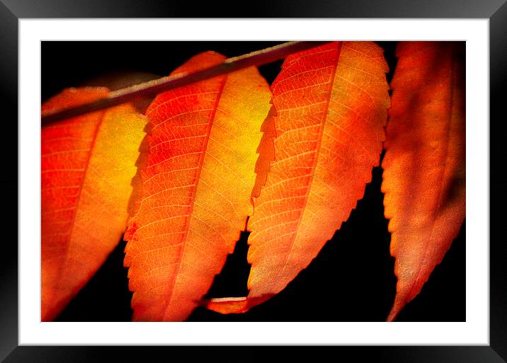 Sumac Leaves Framed Mounted Print by Mary Lane