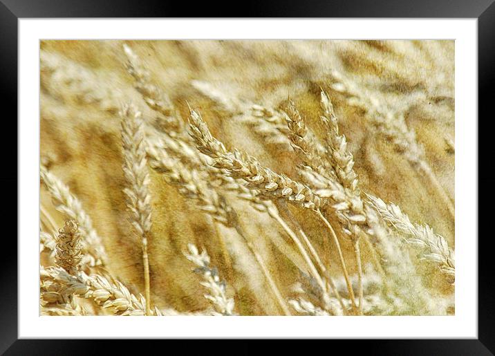 Wheat Framed Mounted Print by Mary Lane
