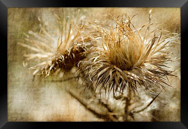 Thistles Framed Print by Mary Lane
