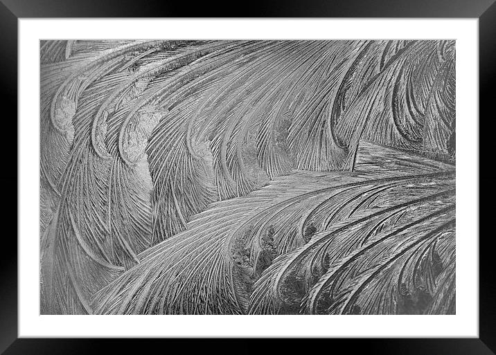 Frost Designs 2 Framed Mounted Print by Mary Lane