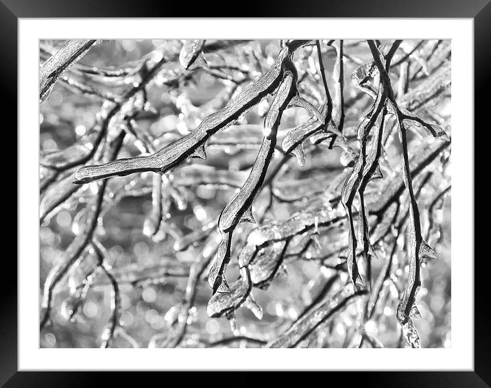 More Frozen Branches Framed Mounted Print by Mary Lane