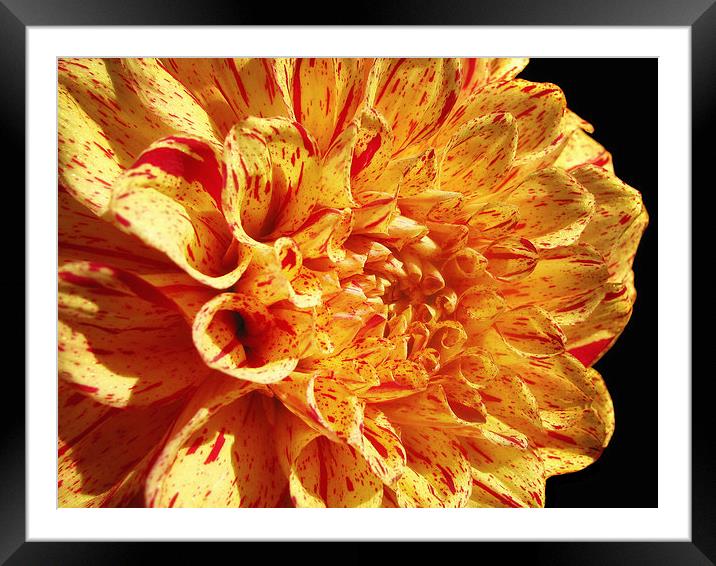 Dahlia Framed Mounted Print by Mary Lane