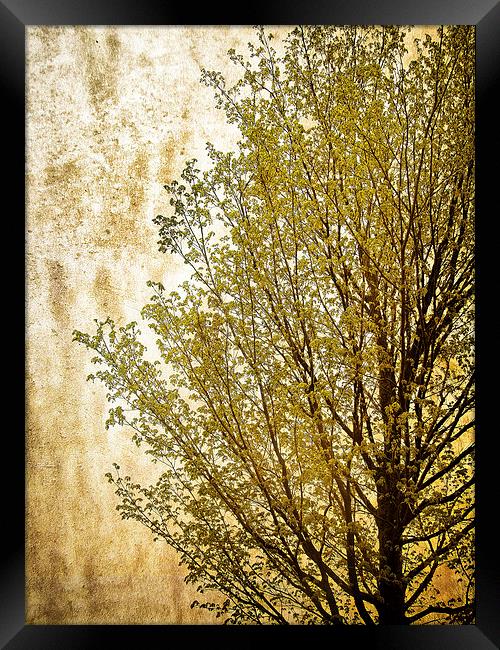 Tree Silhouette Framed Print by Mary Lane