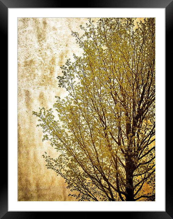 Tree Silhouette Framed Mounted Print by Mary Lane