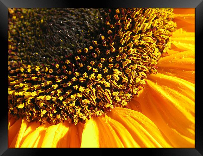 Sunflower Edge Framed Print by Mary Lane