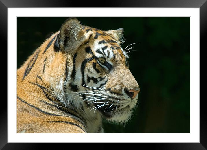Sumatran Tiger Framed Mounted Print by Mary Lane