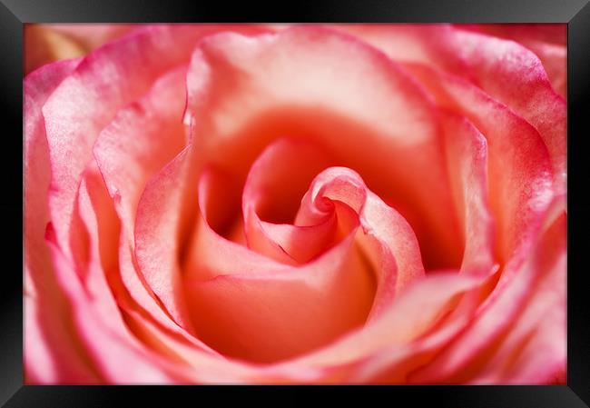Pink Rose Framed Print by Mary Lane