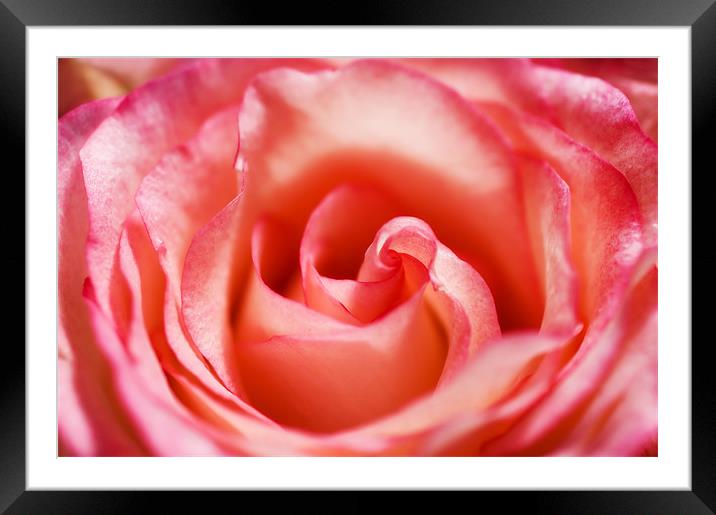 Pink Rose Framed Mounted Print by Mary Lane
