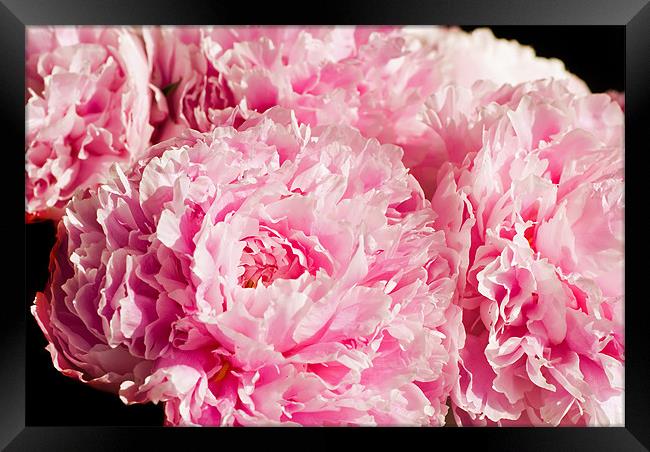 Pink Peony Bouquet Framed Print by Mary Lane