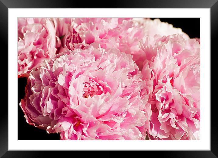 Pink Peony Bouquet Framed Mounted Print by Mary Lane