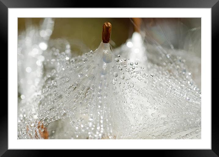Dew on Milkweed Framed Mounted Print by Mary Lane