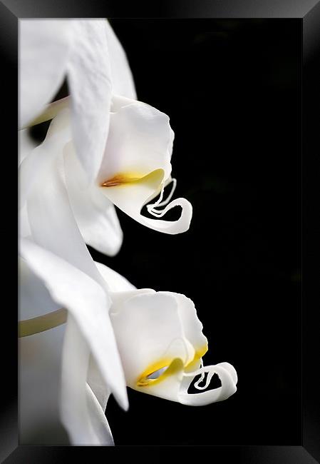 Orchid Profile Framed Print by Mary Lane