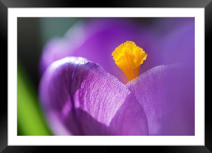 Crocus Framed Mounted Print by Mary Lane