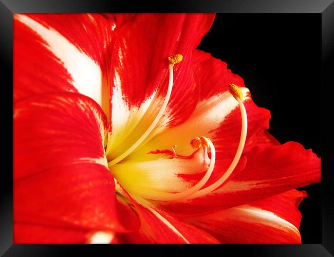 Red and White Amaryllis Framed Print by Mary Lane