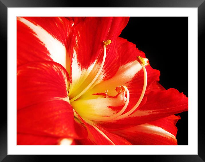 Red and White Amaryllis Framed Mounted Print by Mary Lane