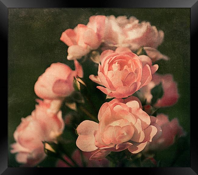 Roses Framed Print by Mary Lane