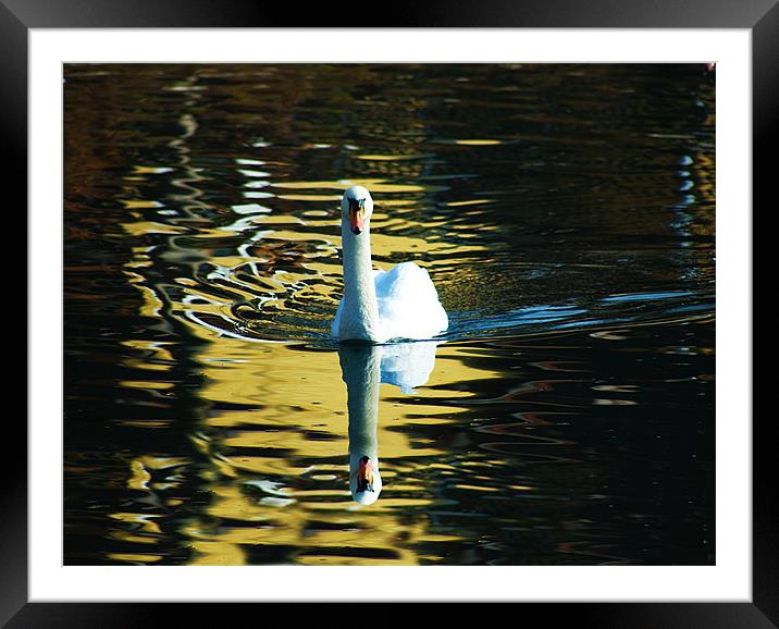 Golden Swan Framed Mounted Print by Mary Lane