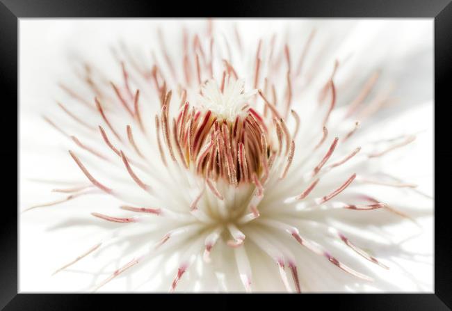 White Clematis Framed Print by Mary Lane