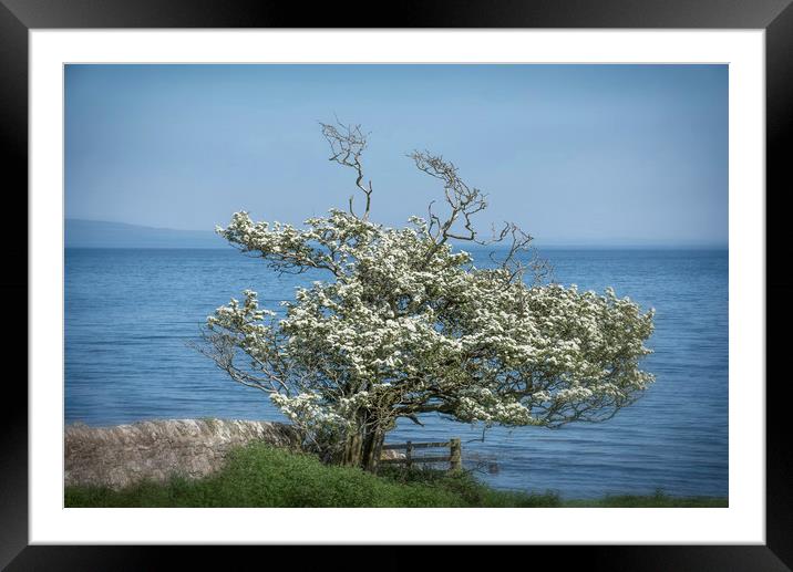 Lonely Hawthorn Framed Mounted Print by Mary Lane