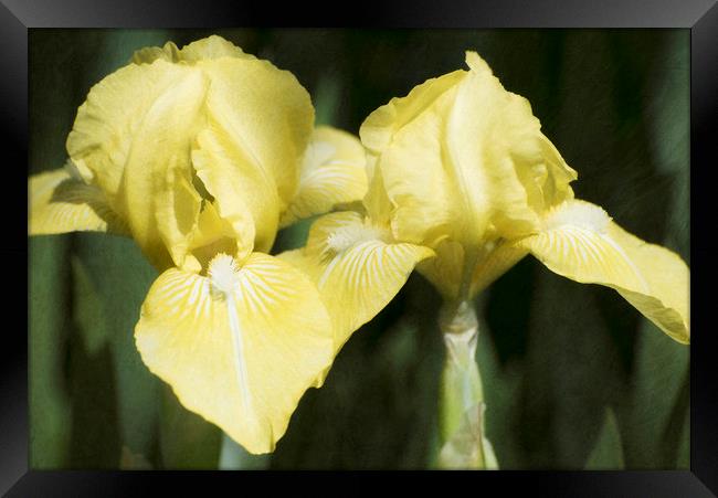 Yellow Irises Framed Print by Mary Lane