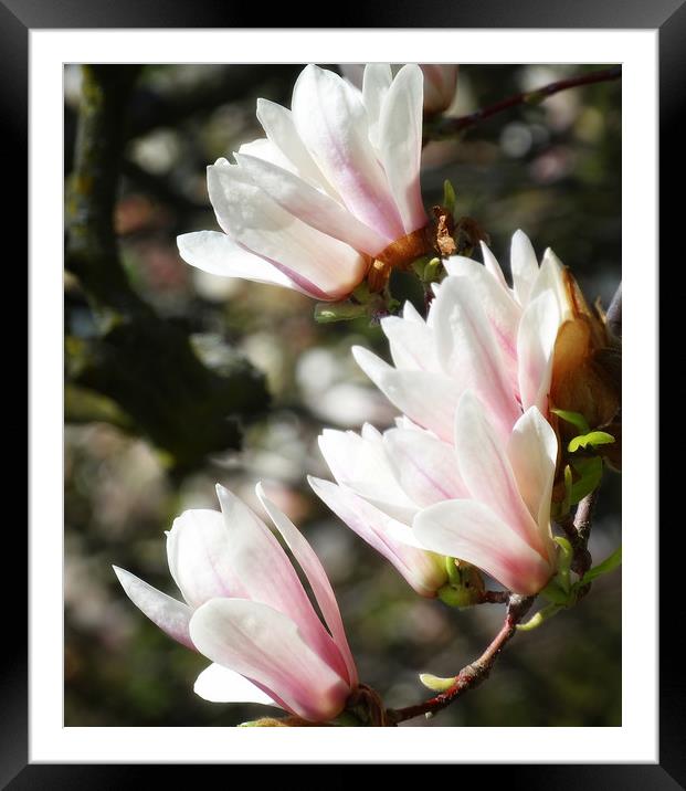 Saucer Magnolia Framed Mounted Print by Mary Lane