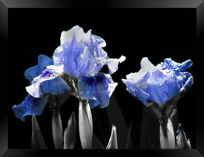 Ghost Irises Framed Print by Mary Lane