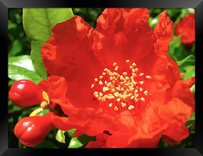 Red Pomegranate Flowers Framed Print by Mary Lane