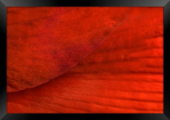 Red Texture Framed Print by Mary Lane