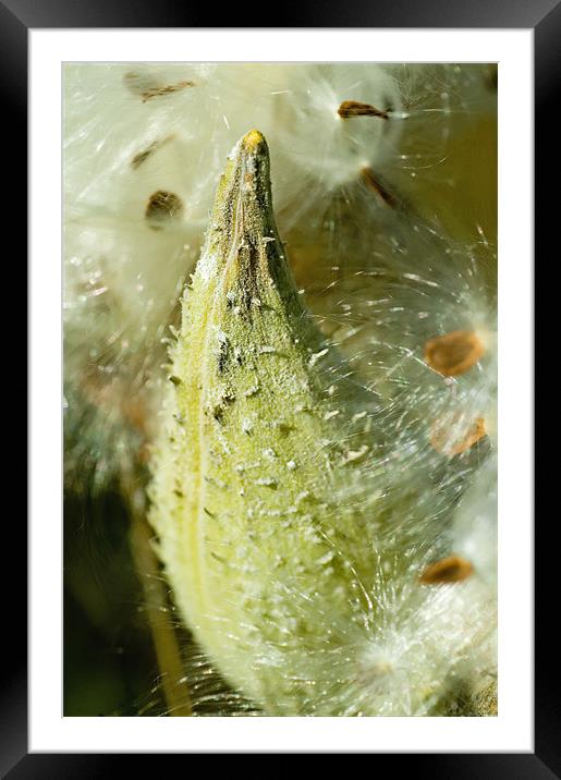 Milkweed Framed Mounted Print by Mary Lane