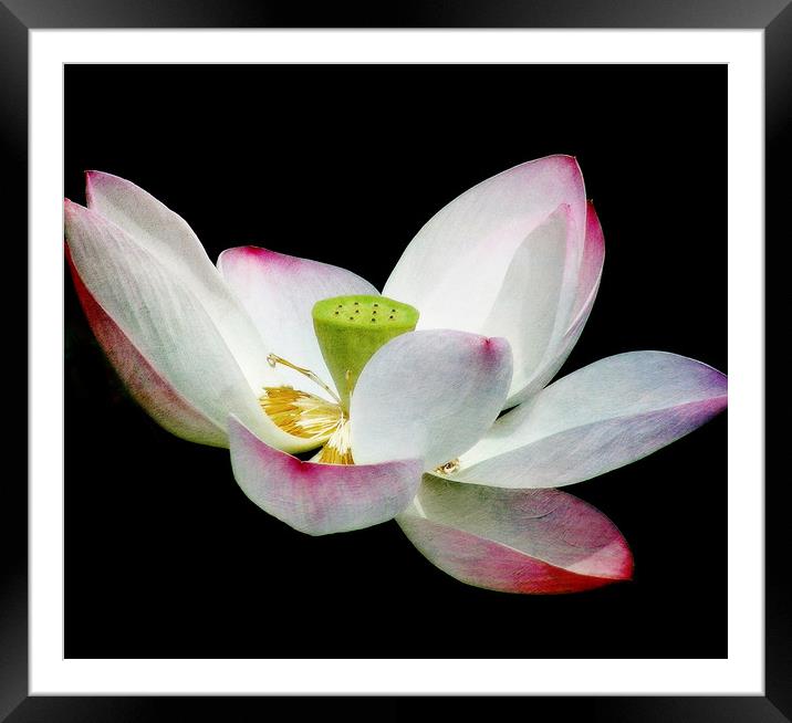 Lotus Blossom Framed Mounted Print by Mary Lane
