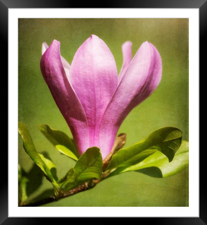 Magnolia Framed Mounted Print by Mary Lane
