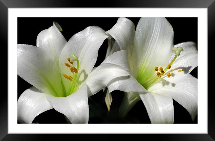 Lilies Framed Mounted Print by Mary Lane