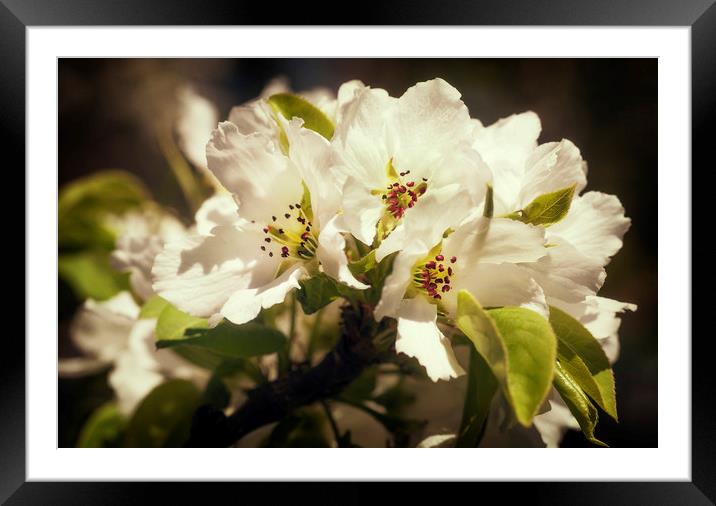 White Cherry Blossoms Framed Mounted Print by Mary Lane