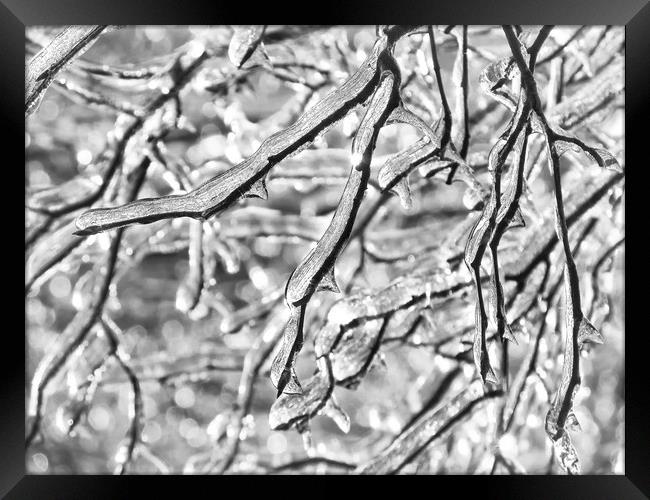 More Frozen Branches Framed Print by Mary Lane