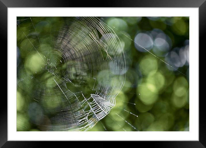 Web Framed Mounted Print by Mary Lane