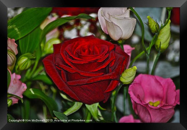 Red Rose with flowers Framed Print by Kim McDonell