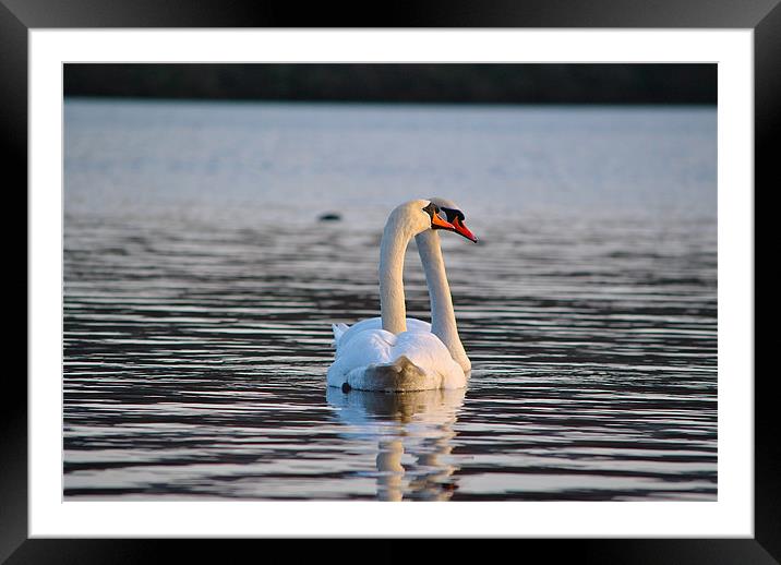 Swans inlove Framed Mounted Print by Kim McDonell