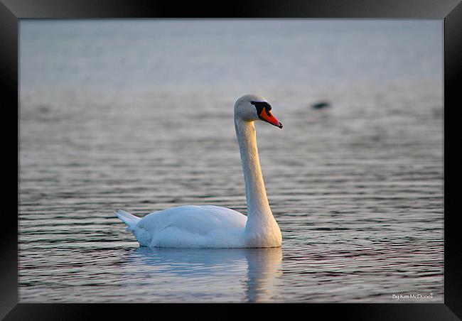 Mute Swan Framed Print by Kim McDonell