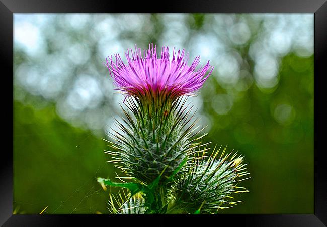 Thistle Framed Print by Kim McDonell