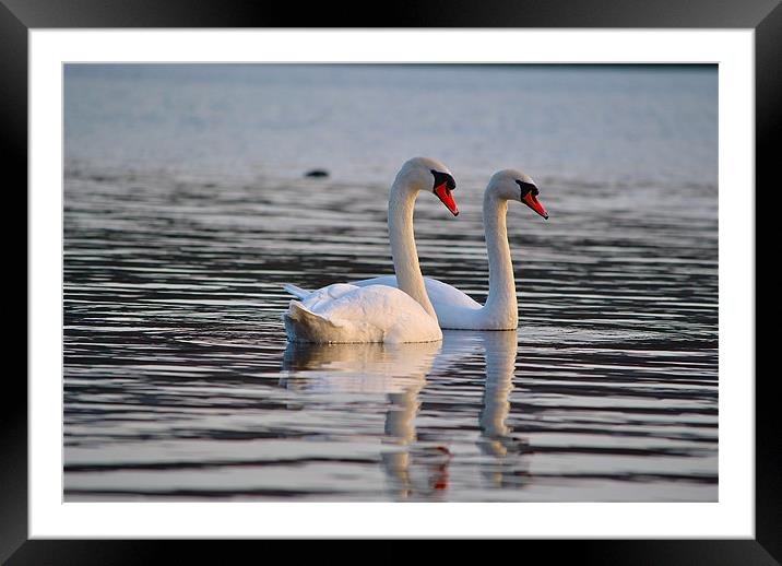 The Mute Swan (Cygnus olor) Framed Mounted Print by Kim McDonell
