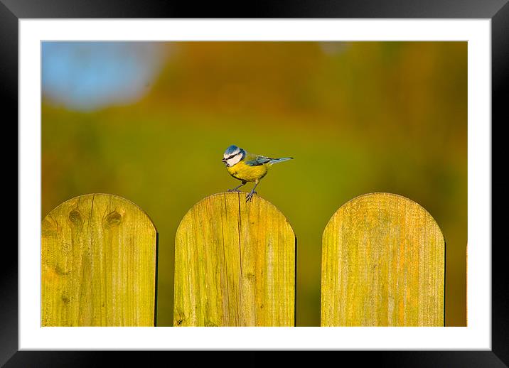 The Blue Tit (Cyanistes caeruleus) Framed Mounted Print by Kim McDonell