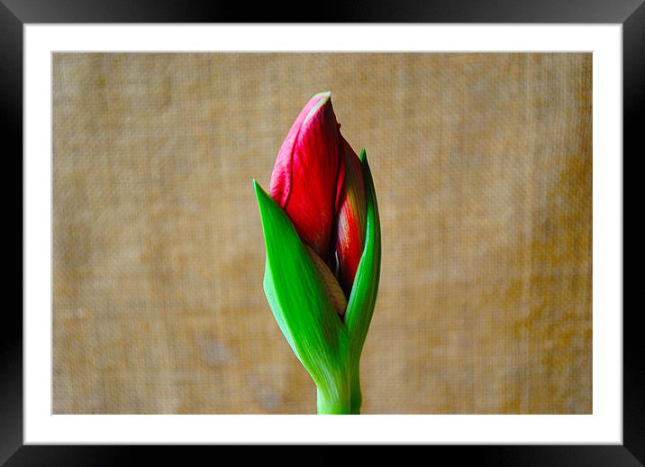 Amaryllis Plant Framed Mounted Print by Kim McDonell