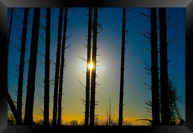 Sun and Forest Framed Print by Kim McDonell