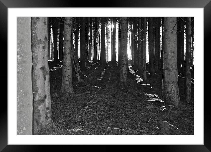 Sun and Forest Framed Mounted Print by Kim McDonell