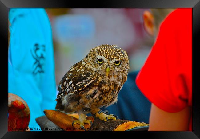 Owl - Strigiformes Framed Print by Kim McDonell