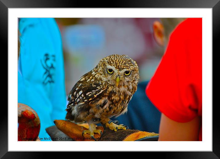 Owl - Strigiformes Framed Mounted Print by Kim McDonell